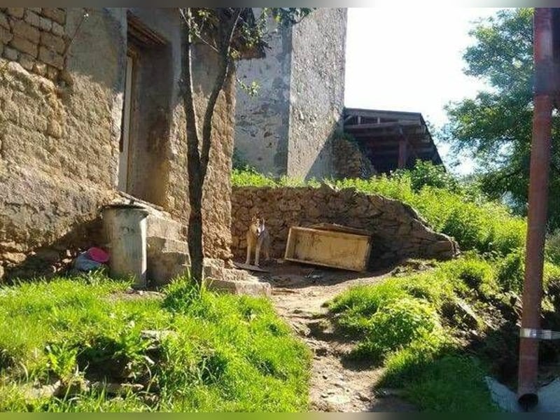 MADDOX sucht streichelnde Hände