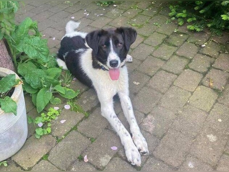 PEGGY ist eine elegante Schönheit
