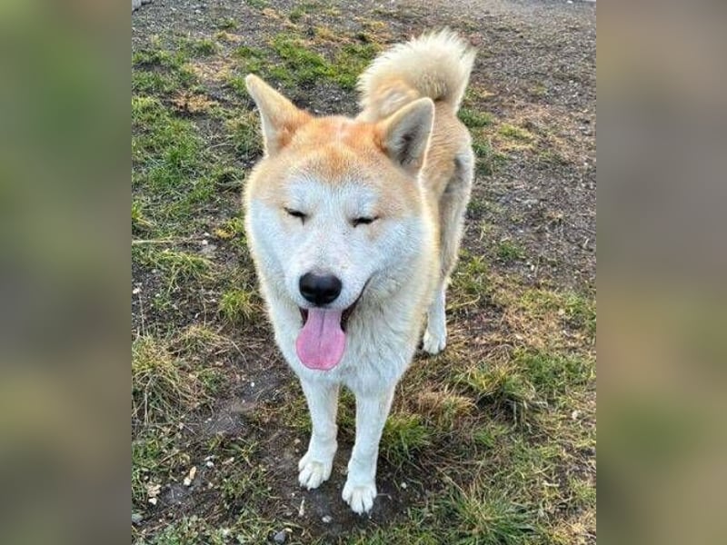 BUBO ist ein Strahlemann