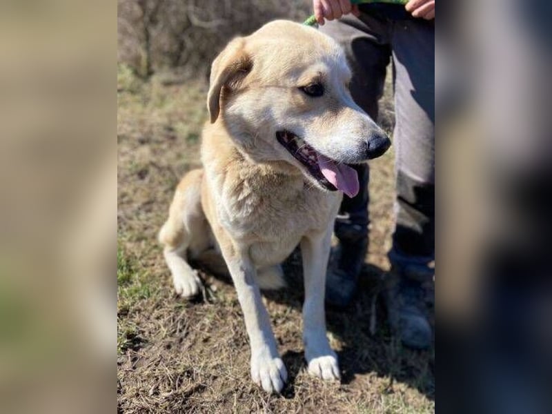 APOLLO ist eine imposante Erscheinung