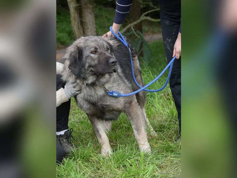 ASTA liebt Menschen sehr