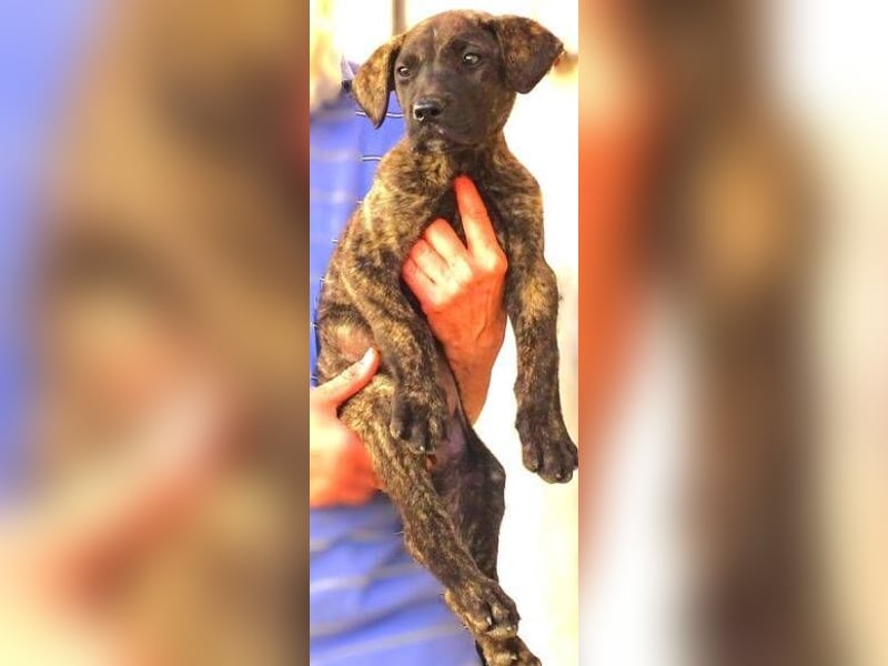 CARLOS,  sein junges Leben schon in Gefahr CARLOS,  sein junges Leben schon in Gefahr