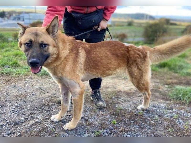 OREIAS musst schon viel aushalten