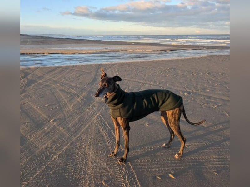 MINA , Galgo sucht ein Zuhause