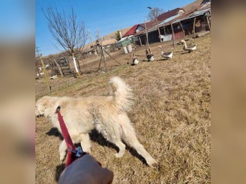 LEON 2 ein sanfter Riese LEON 2 ein sanfter Riese