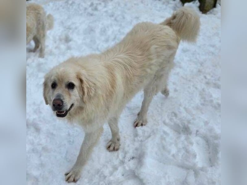 LEON 2 ein sanfter Riese