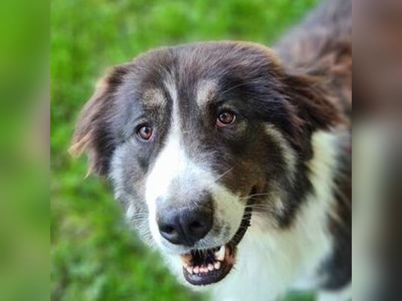 KODA sehnt sich nach einem Zuhause