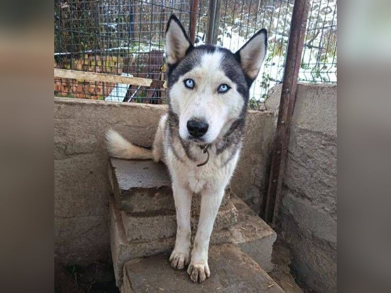 MADDOX sucht streichelnde Hände