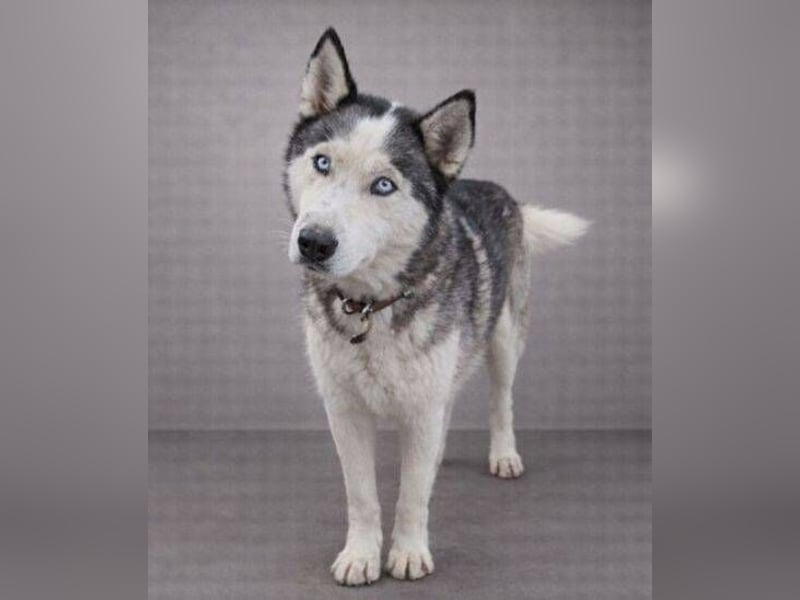 MADDOX sucht streichelnde Hände