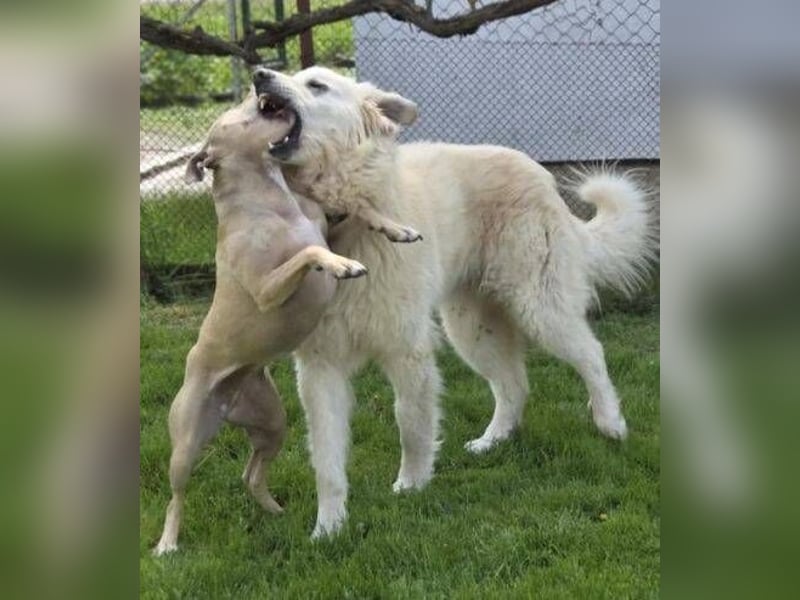 LEON 2 ein sanfter Riese LEON 2 ein sanfter Riese