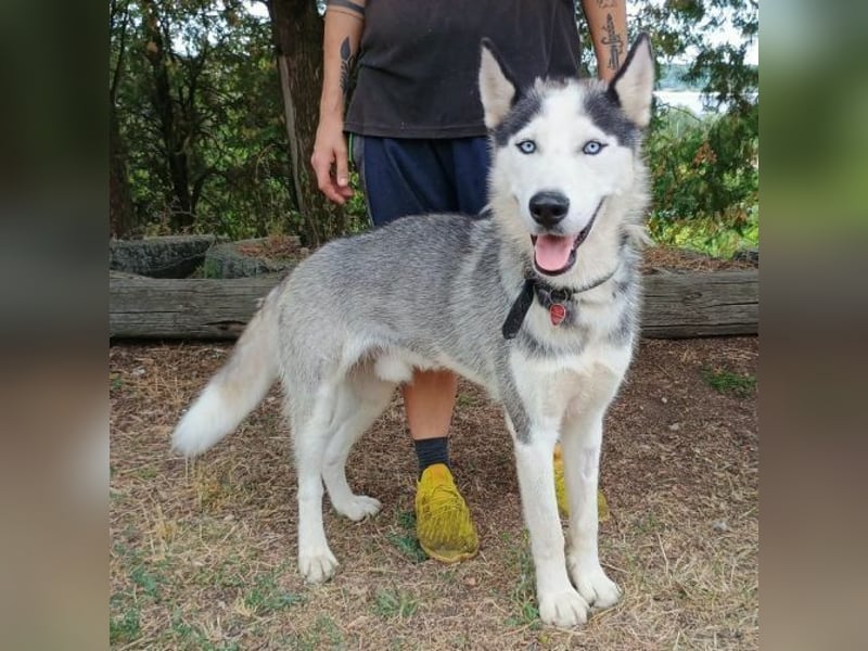 MADDOX sucht streichelnde Hände