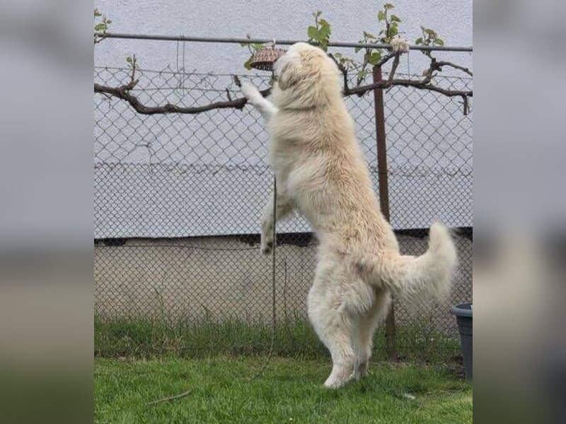 LEON 2 ein sanfter Riese LEON 2 ein sanfter Riese