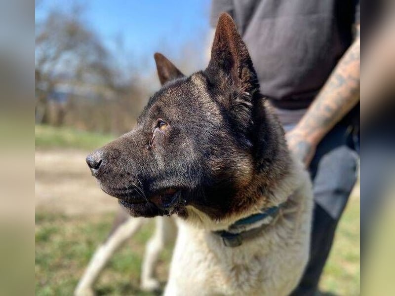 HUGO 2 sein größtes Glück wäre eine Familie