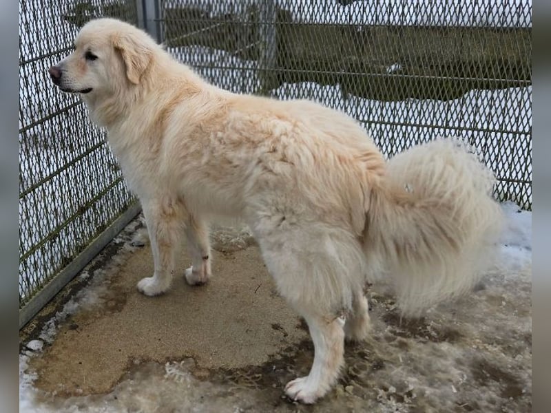 LEON 2 ein sanfter Riese