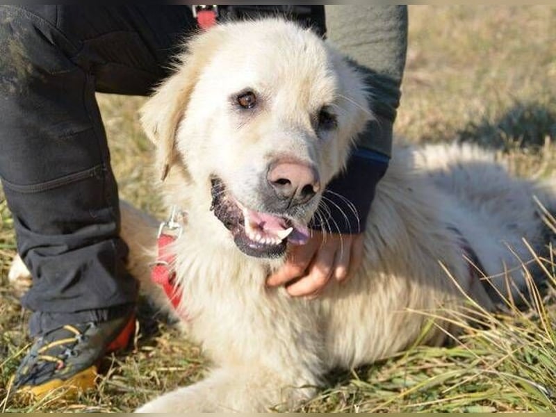 LEON 2 ein sanfter Riese LEON 2 ein sanfter Riese