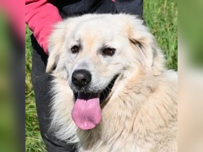 LEON 2 ein sanfter Riese LEON 2 ein sanfter Riese