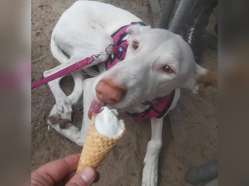 MILKY , weiße Schönheit