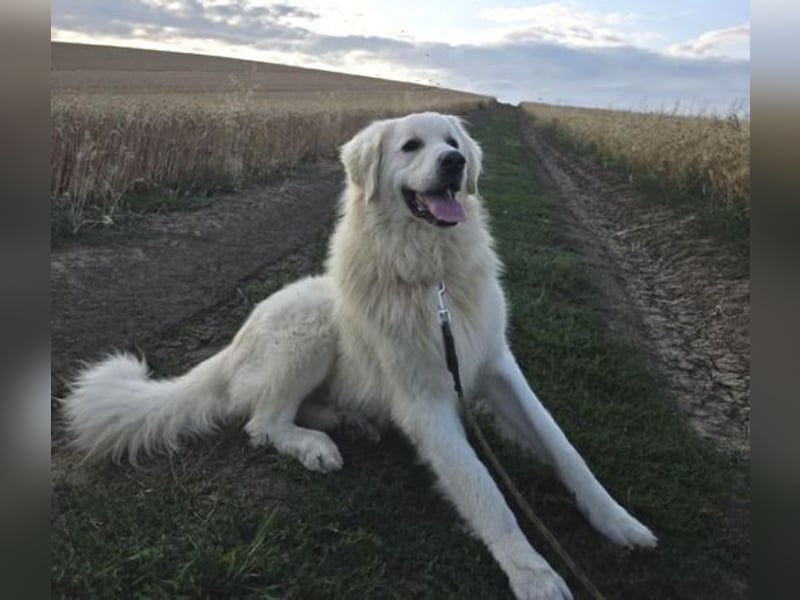 LEON 2 ein sanfter Riese LEON 2 ein sanfter Riese