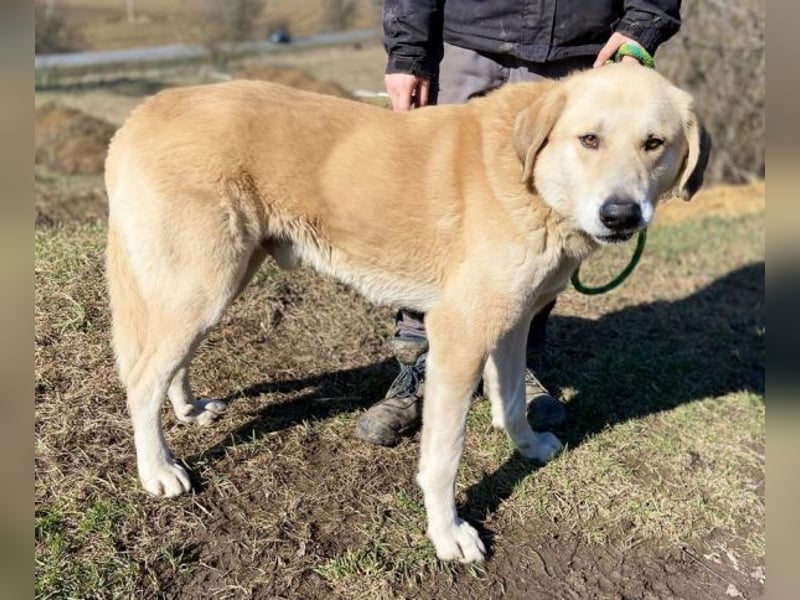 APOLLO ist eine imposante Erscheinung