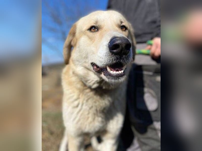 APOLLO ist eine imposante Erscheinung