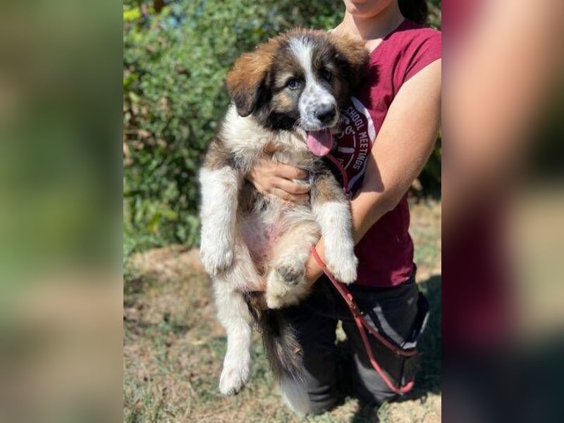 MAGGIE ist eine zauberhaftes Hundemädchen