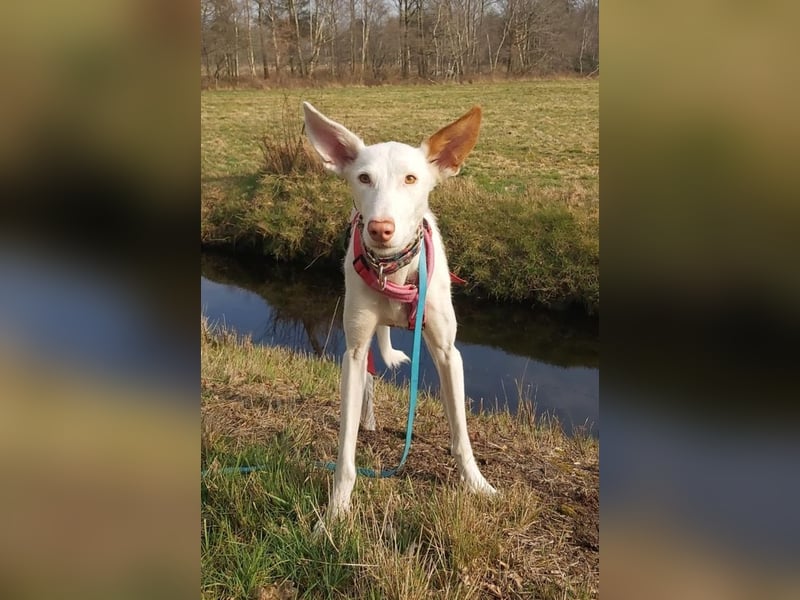 MILKY , weiße Schönheit