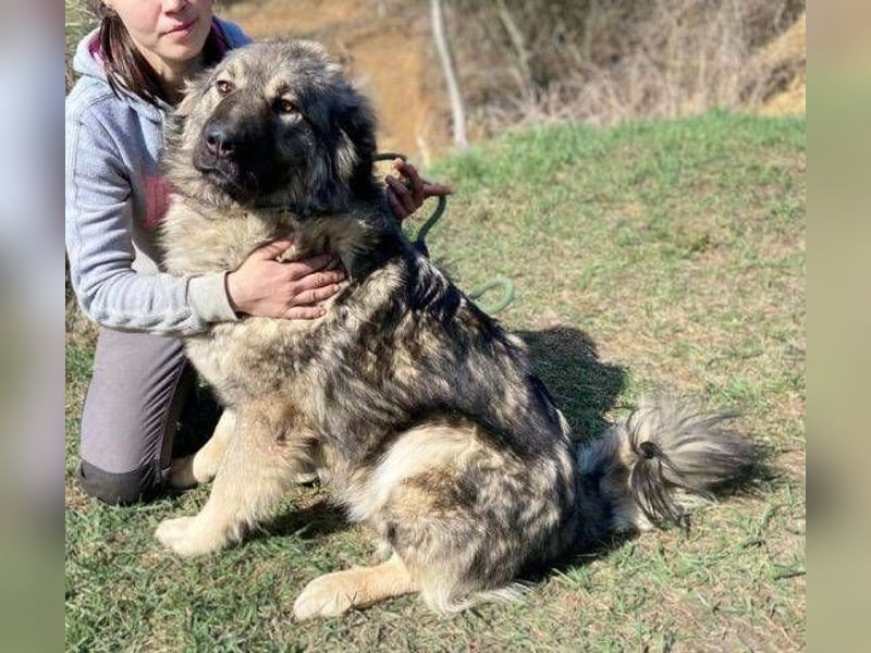 ASTA liebt Menschen sehr