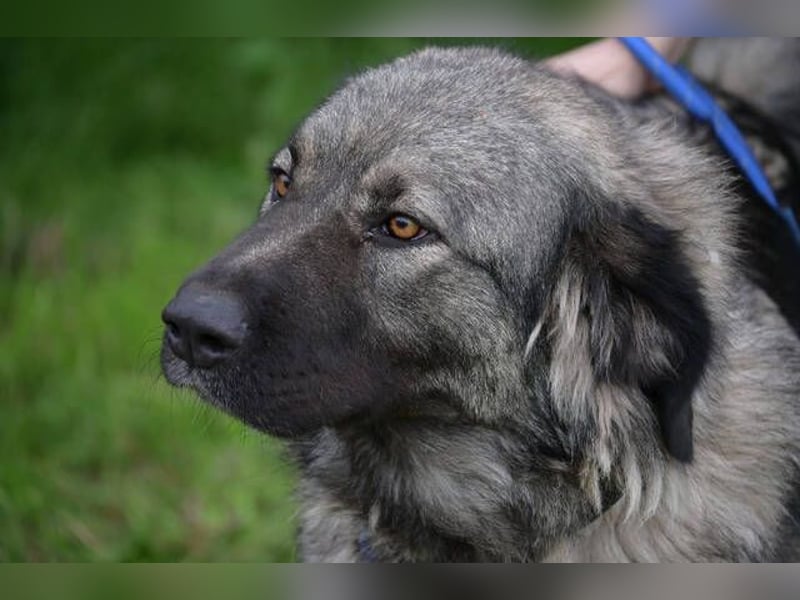 ASTA liebt Menschen sehr