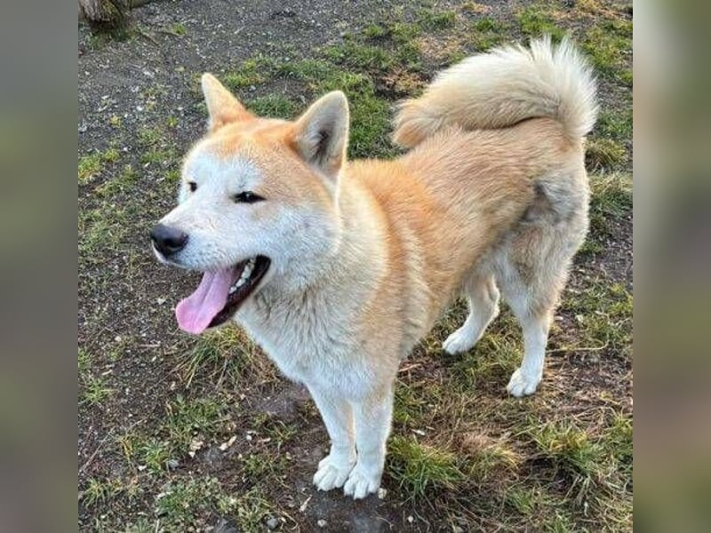BUBO ist ein Strahlemann