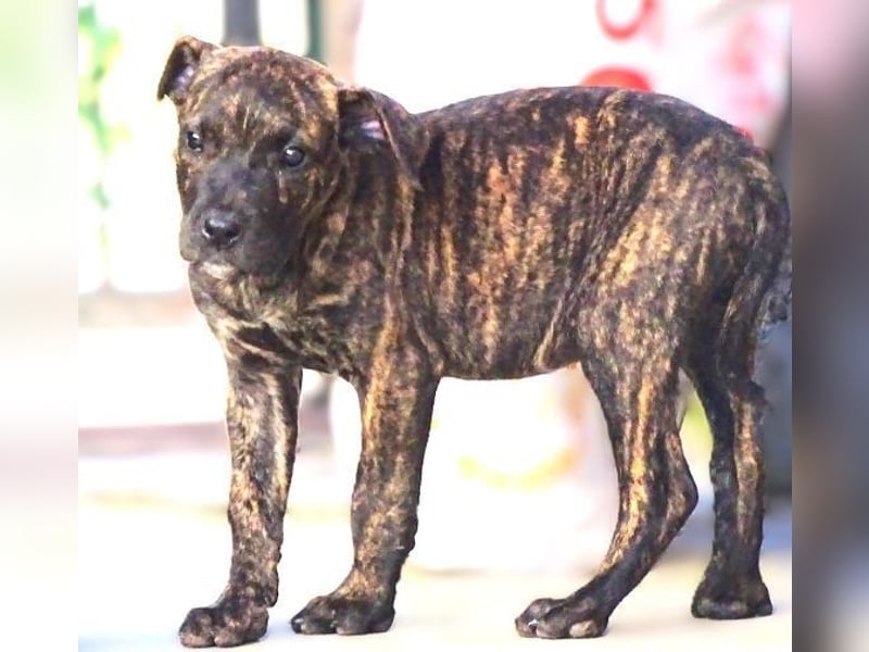 CHIARA, kleines Hundekind in Lebensgefahr CHIARA, kleines Hundekind in Lebensgefahr