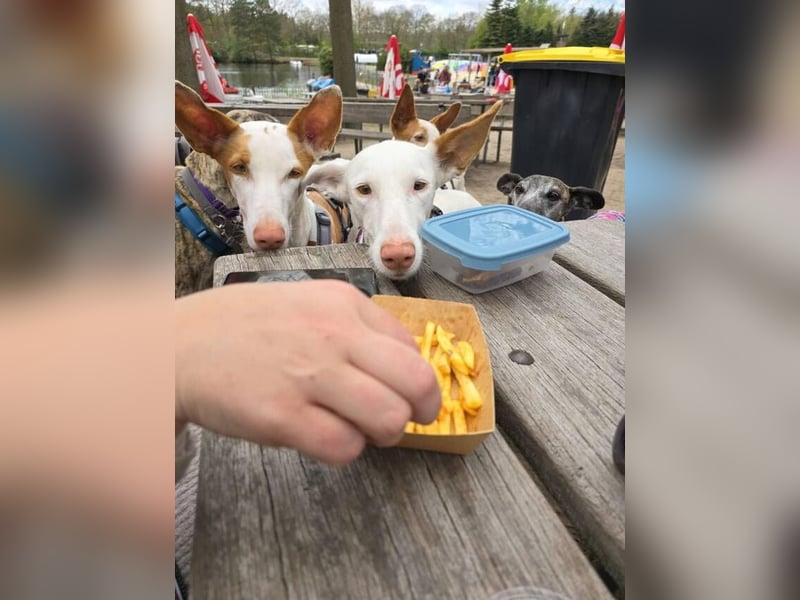 MILKY , weiße Schönheit