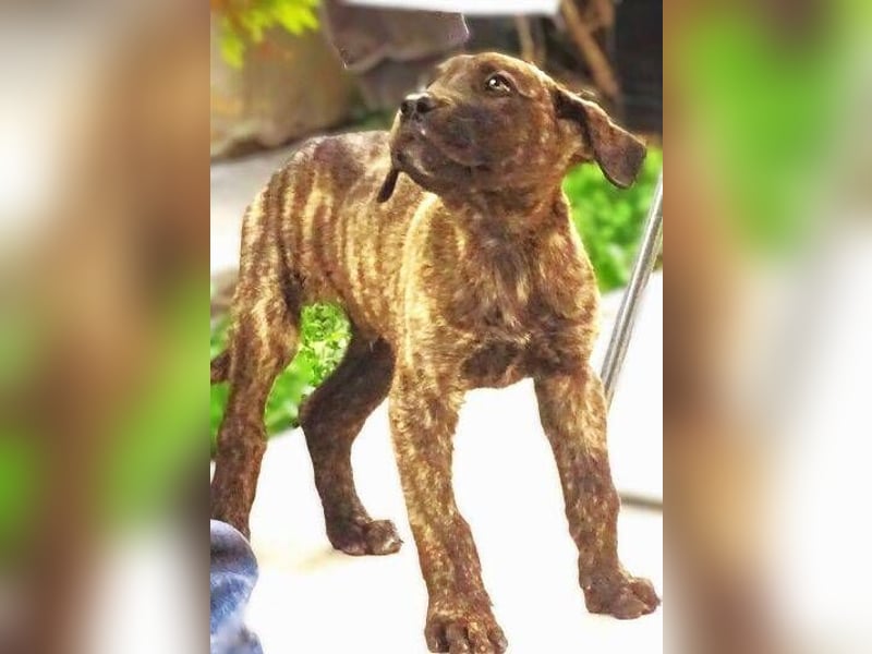 CARLOS,  sein junges Leben schon in Gefahr CARLOS,  sein junges Leben schon in Gefahr