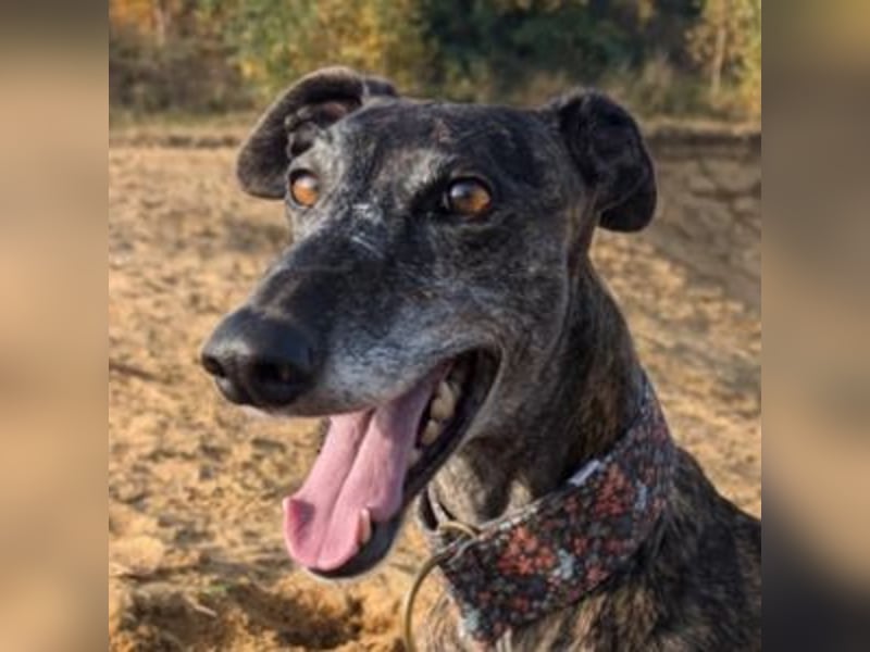 MINA , Galgo sucht ein Zuhause