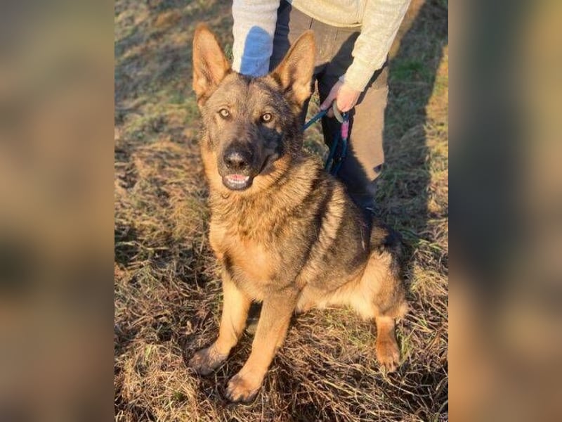 OSCAR wurde herzlos ausgesetzt