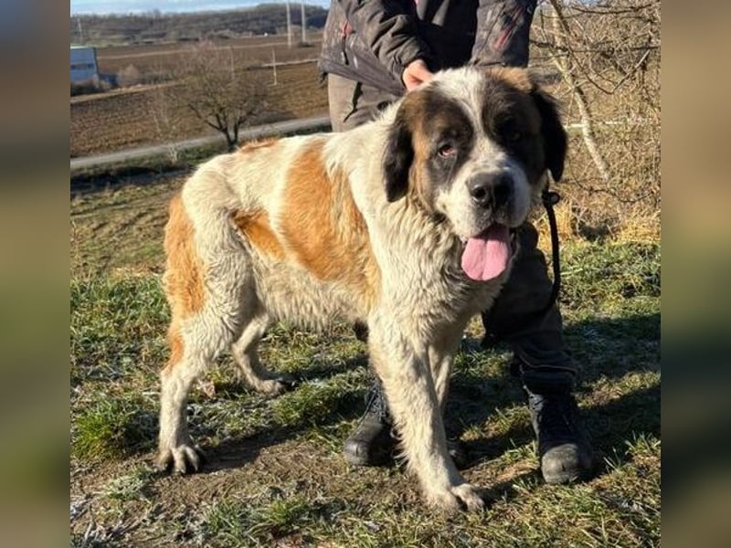 BETTY 2 - Wer zeigt ihr wie schön das Leben sein kann