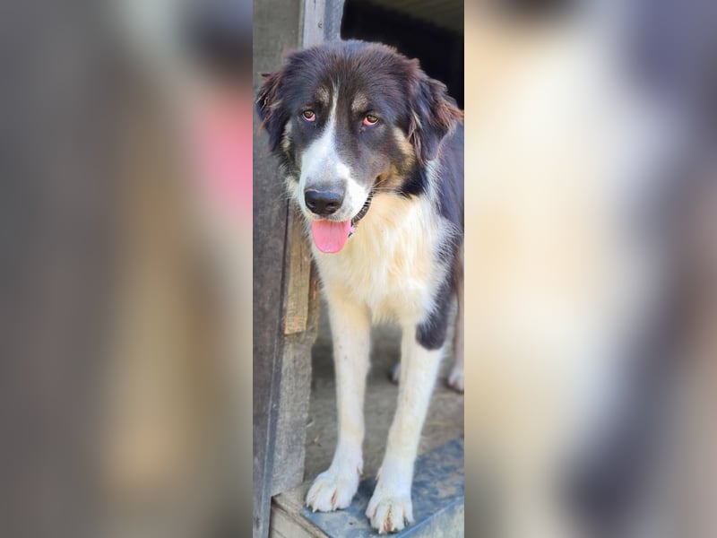 KODA sehnt sich nach einem Zuhause