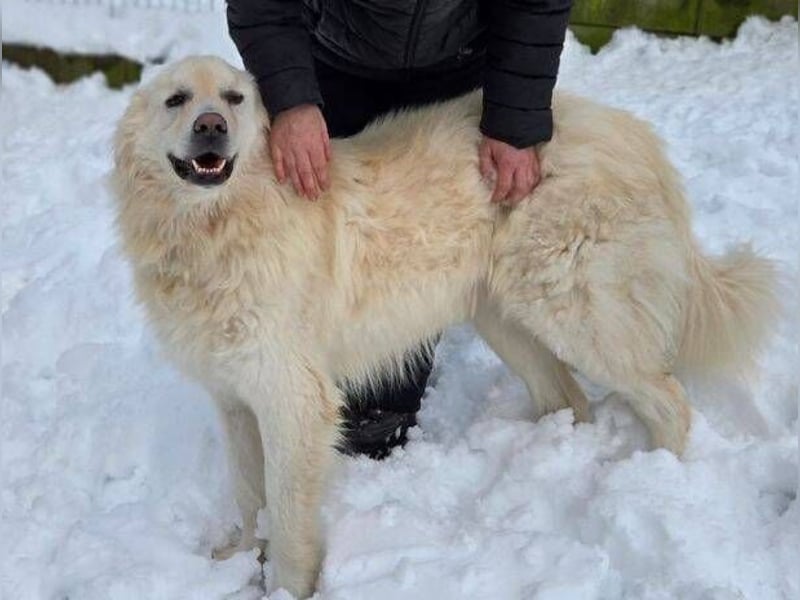 LEON 2 ein sanfter Riese