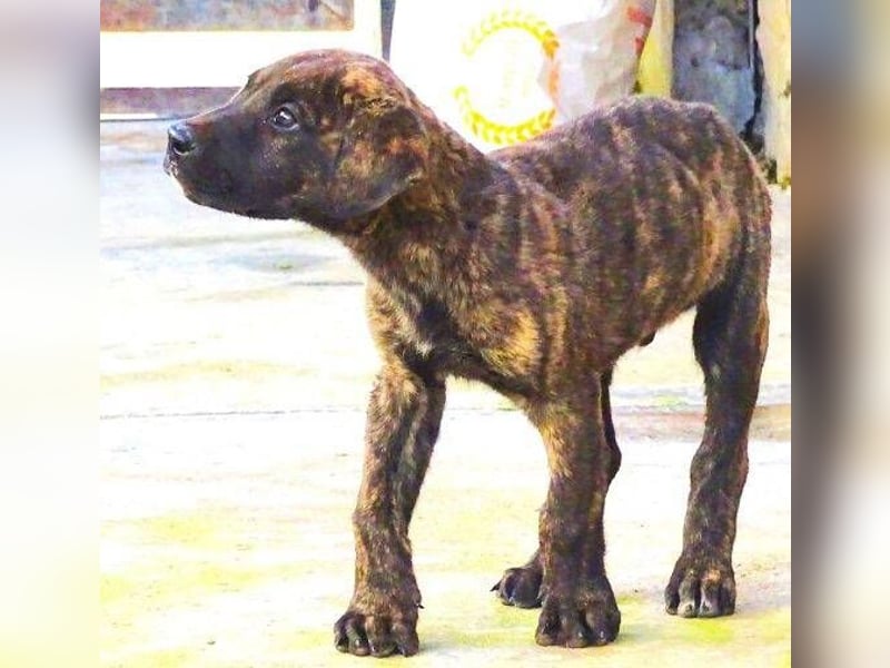 CARLOS,  sein junges Leben schon in Gefahr CARLOS,  sein junges Leben schon in Gefahr