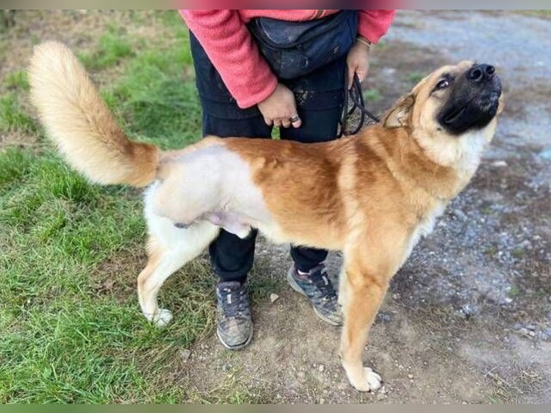 OREIAS musst schon viel aushalten