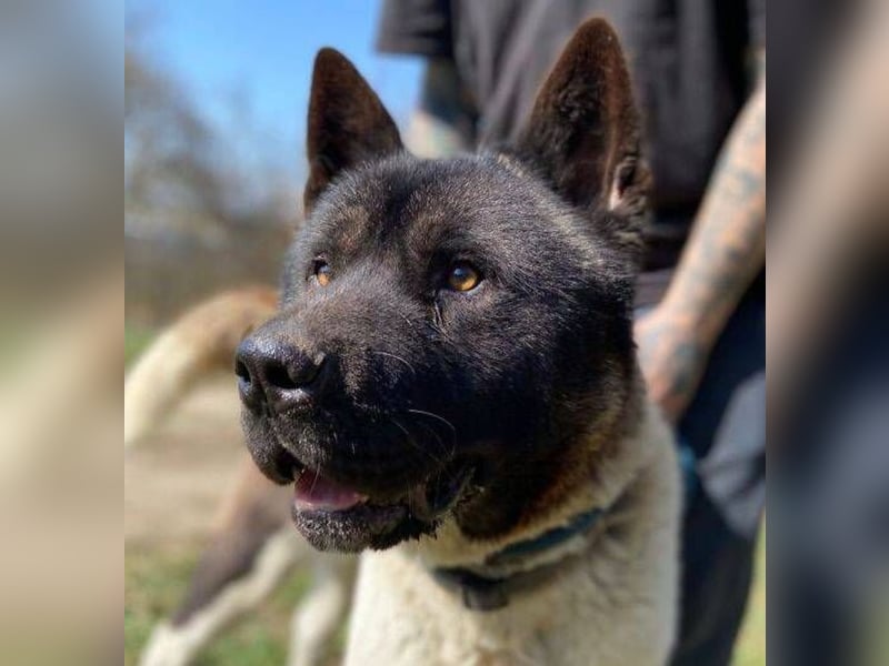 HUGO 2 sein größtes Glück wäre eine Familie