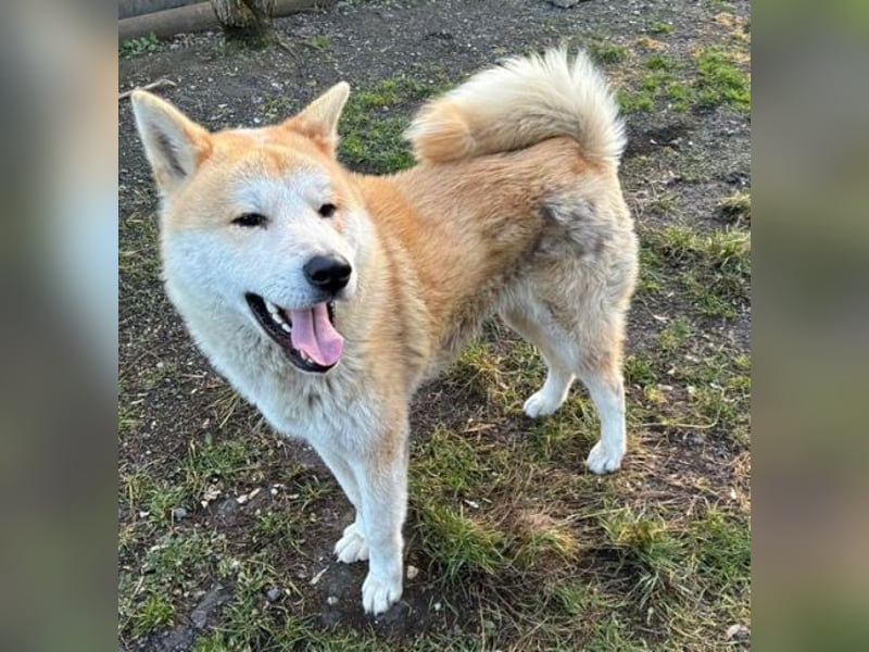 BUBO ist ein Strahlemann