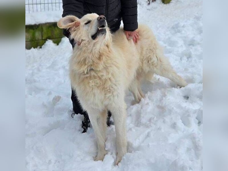 LEON 2 ein sanfter Riese