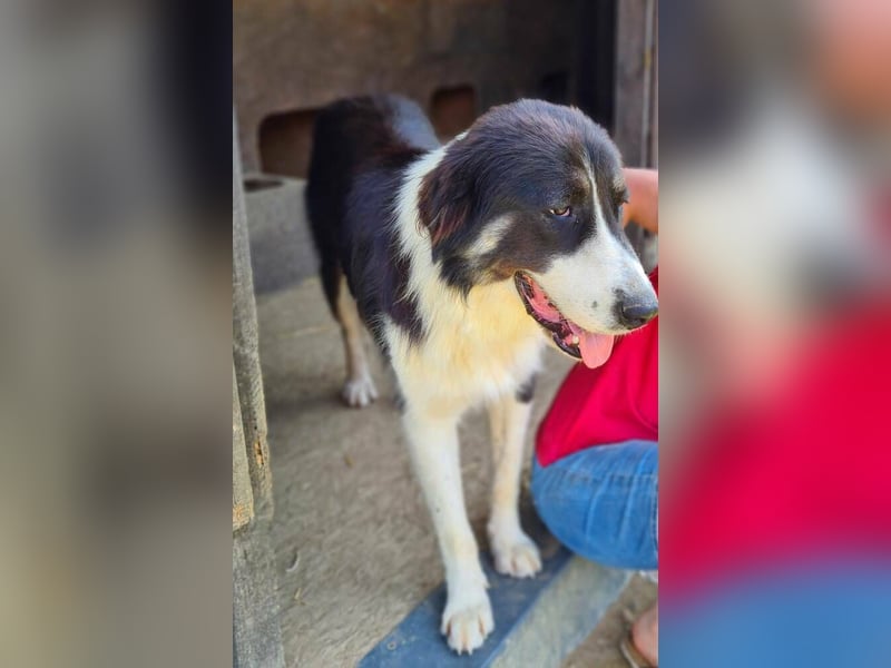 KODA sehnt sich nach einem Zuhause