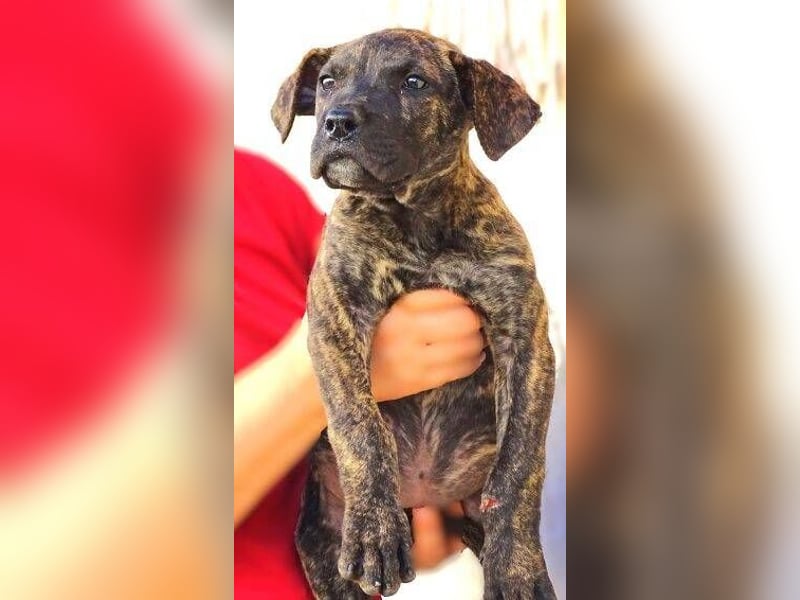 CHIARA, kleines Hundekind in Lebensgefahr CHIARA, kleines Hundekind in Lebensgefahr