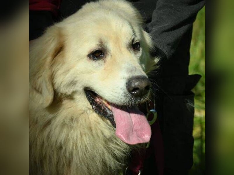 LEON 2 ein sanfter Riese LEON 2 ein sanfter Riese