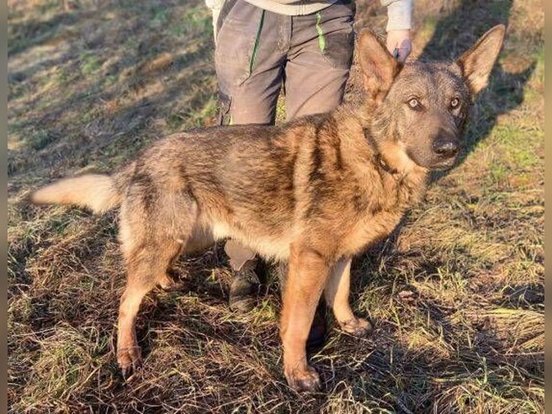 OSCAR wurde herzlos ausgesetzt