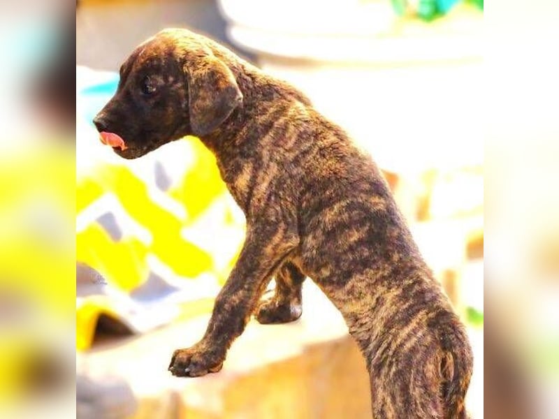 CARLOS,  sein junges Leben schon in Gefahr CARLOS,  sein junges Leben schon in Gefahr