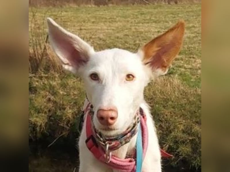 MILKY , weiße Schönheit