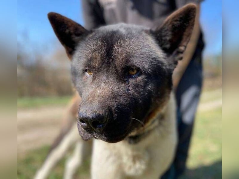 HUGO 2 sein größtes Glück wäre eine Familie