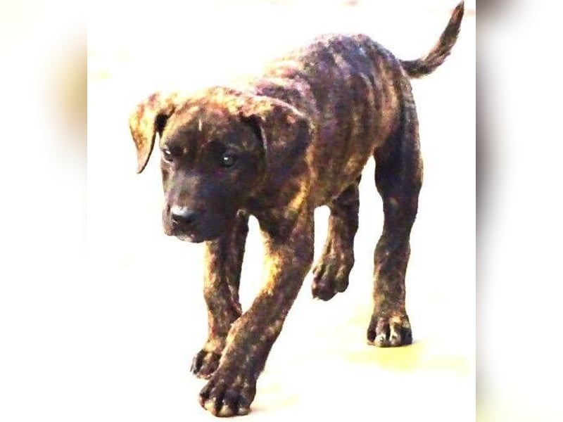 CARLOS,  sein junges Leben schon in Gefahr CARLOS,  sein junges Leben schon in Gefahr